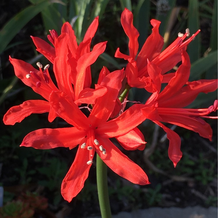 Plant image Nerine sarniensis