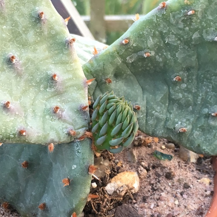 Plant image Opuntia fragilis