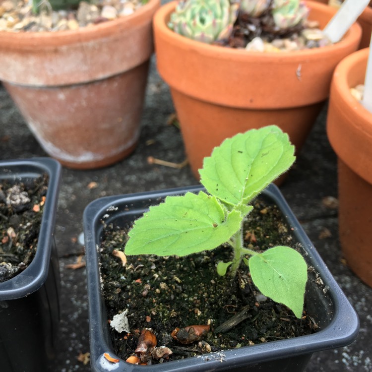 Plant image Paulownia tormentosa