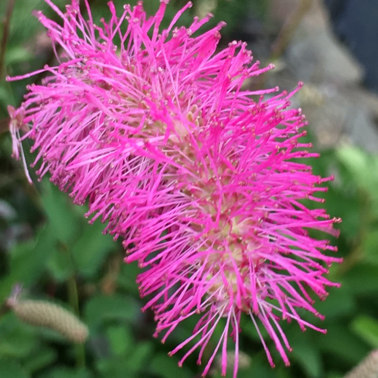 Plant image Sanguisorba obtusa