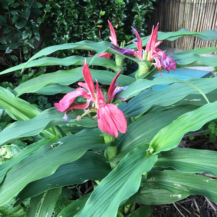 Plant image Roscoea auriculata