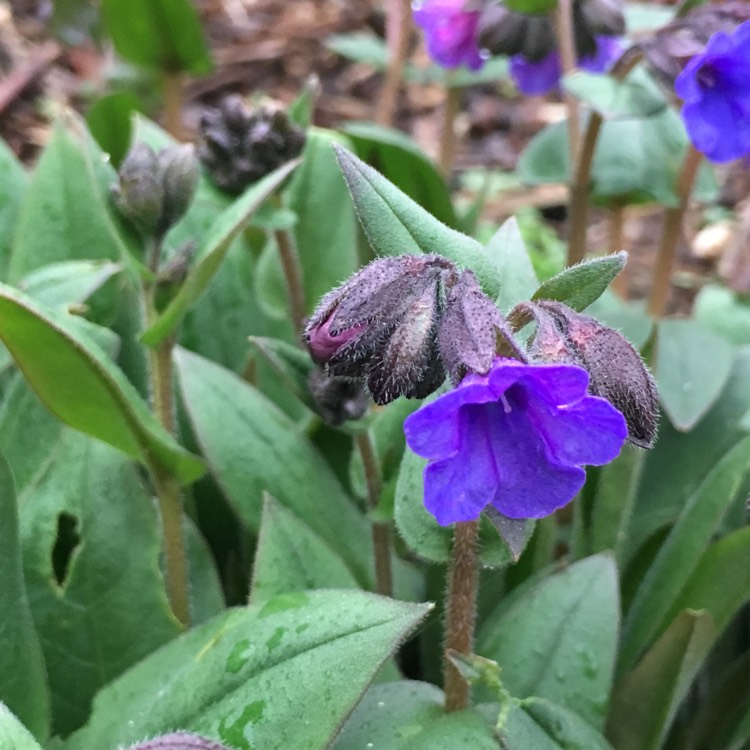 Plant image Pulmonaria 'Blue Ensign'