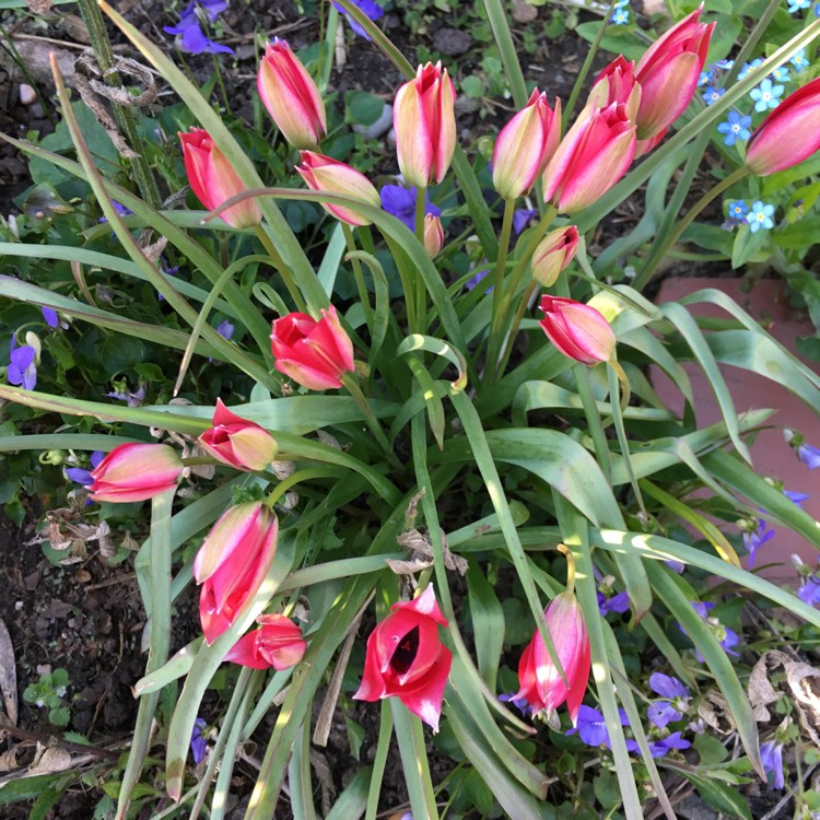 Plant image Tulipa 'Little Beauty' syn. Tulipa humilis 'Little Beauty'