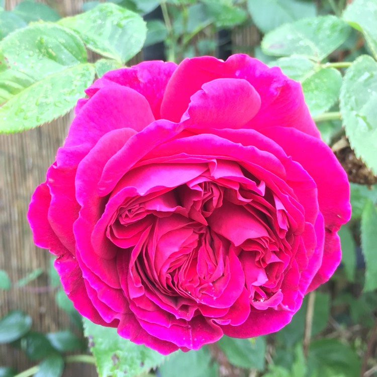 Rose 'Falstaff'