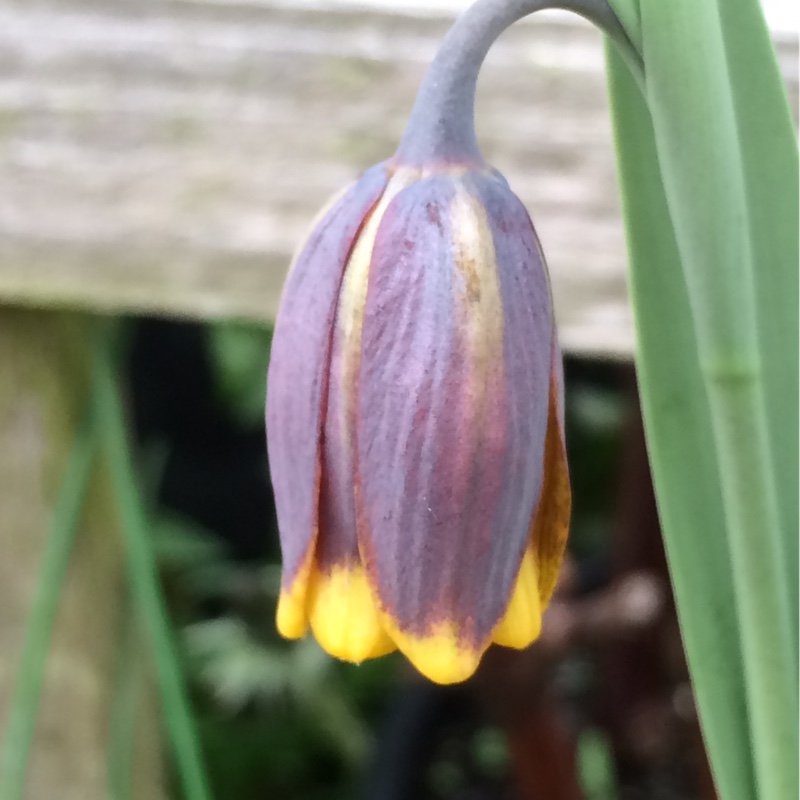 Plant image Fritillaria uva-vulpis