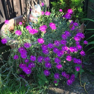 Hardy Ice Plant 'Table Mountain'