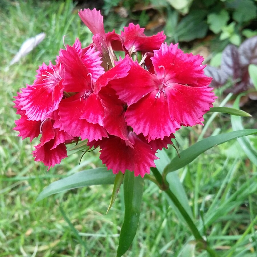 Sweet William