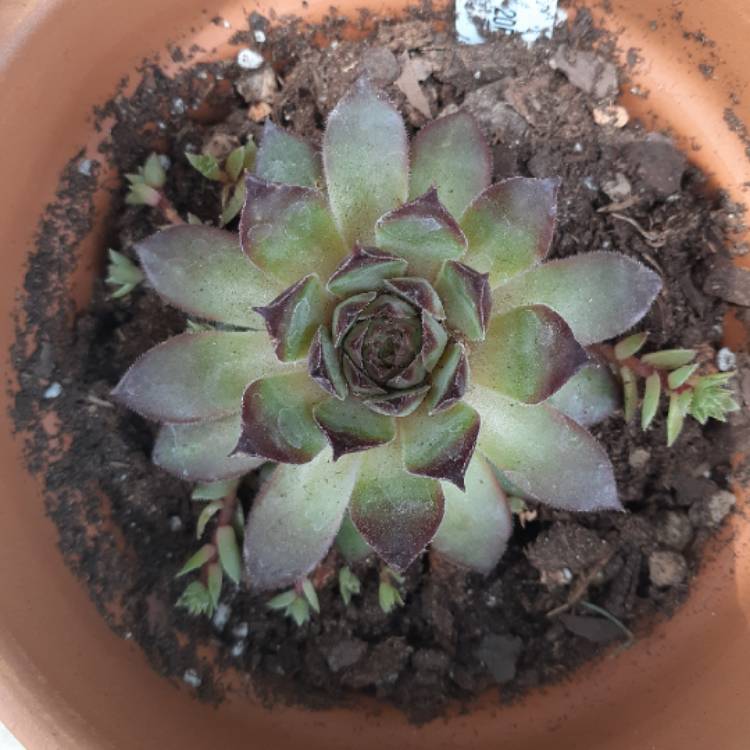 Plant image Sempervivum Bronco