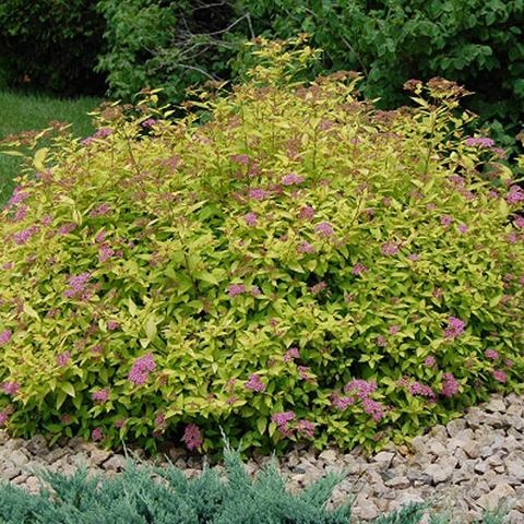 Plant image Spiraea japonica 'Little Princess'