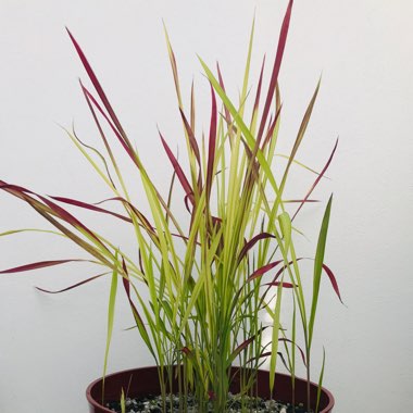 Japanese Blood Grass 'Red Baron'