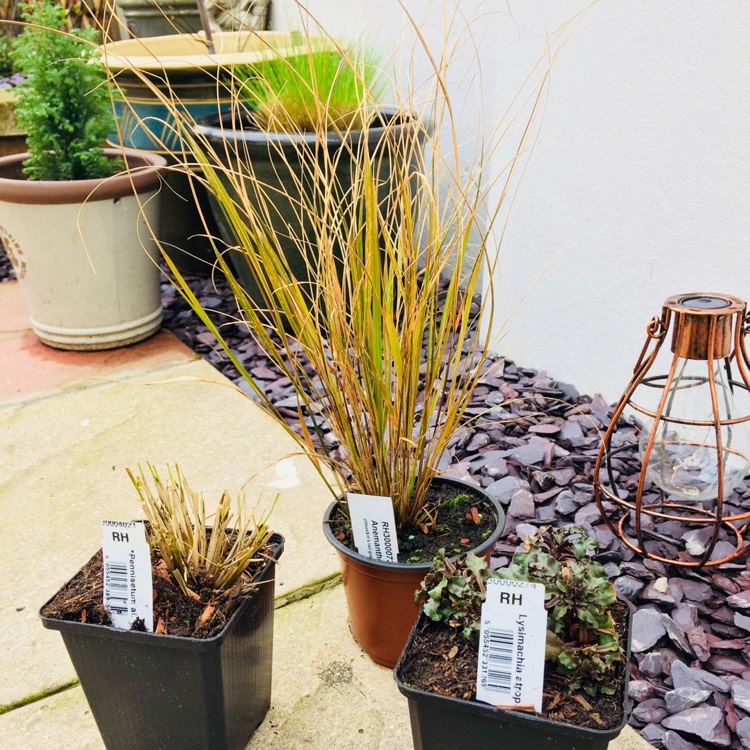 Plant image Anemanthele lessoniana syn. Stipa arundinacea