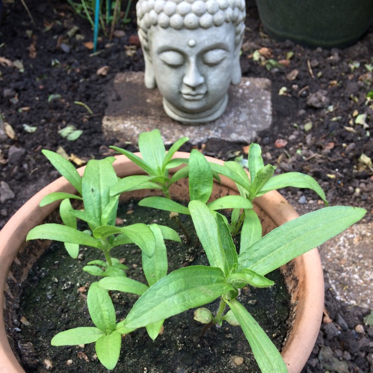 Plant image Zinnia haageana 'Old Mexico'