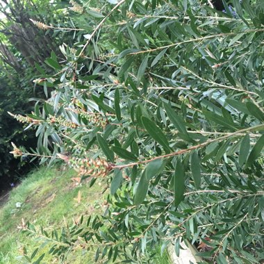 Bottle brush