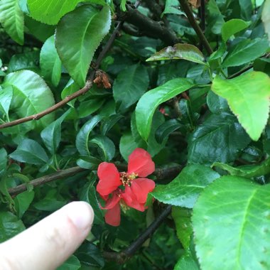 Japanese Quince 'Cido'