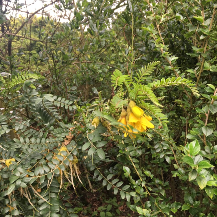 Plant image Acacia pycnostachya