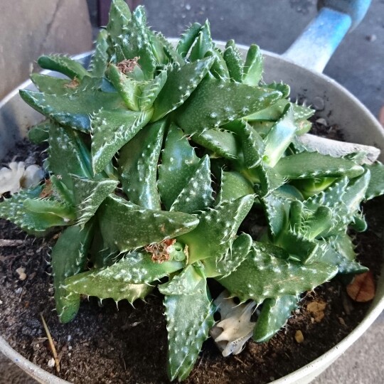 Plant image Faucaria felina ssp. tuberculosa