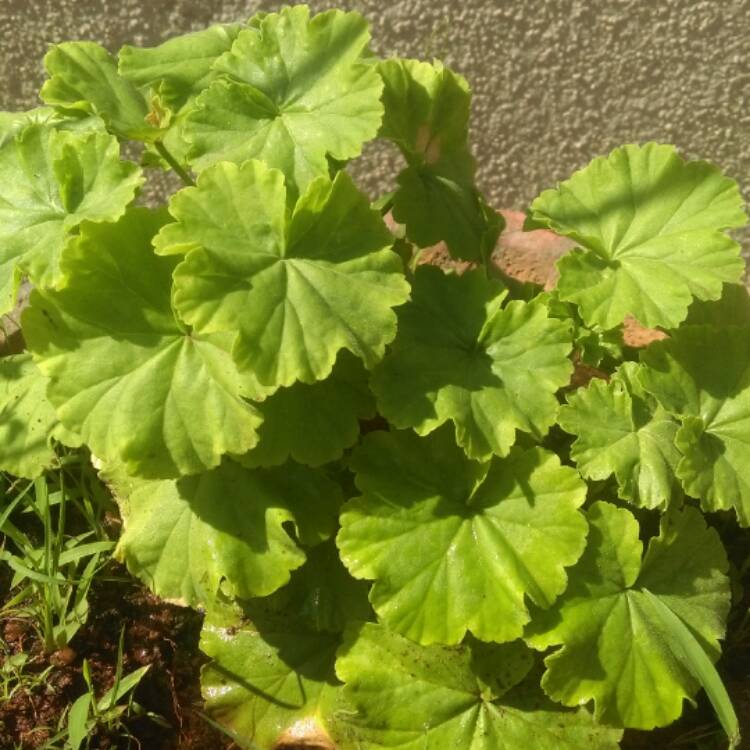 Plant image Pelargonium 'Savannah Hot Pink Sizzle' (Savannah Series)