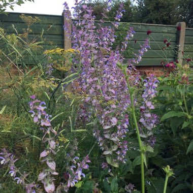 Turkestan Clary Sage