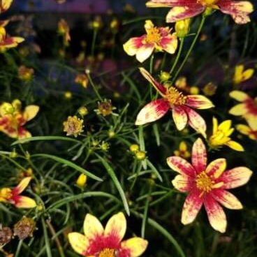 Plant image Coreopsis 'Big Bang™ Cosmic Eye'