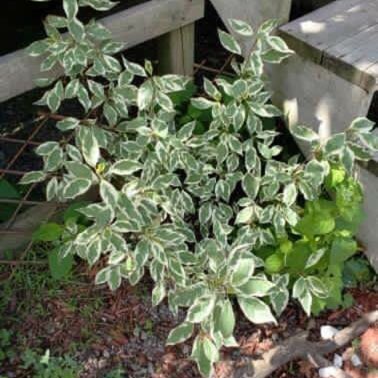 Plant image Cornus alba 'Argenteomarginata' syn. Cornus alba 'Argenteo-marginata'