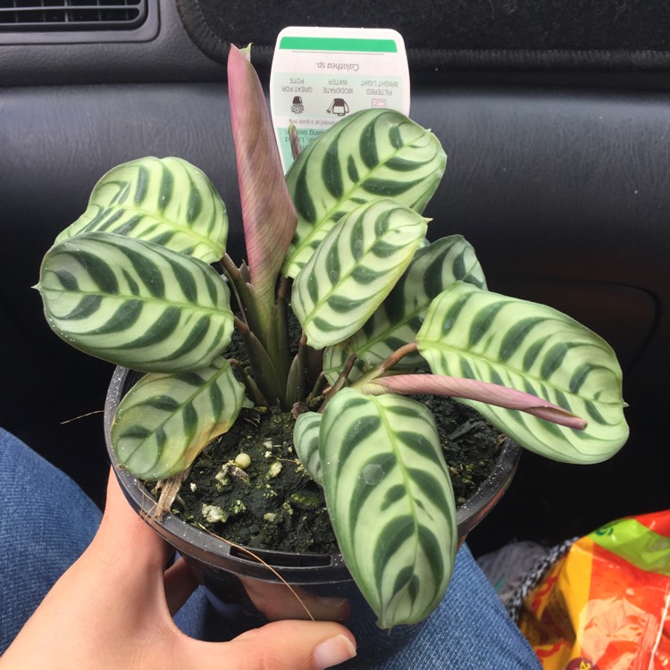 Plant image Calathea Insignis