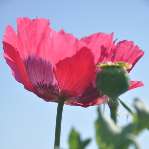 Plant image Papaver somniferum 'Drama Queen'