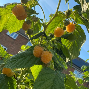 Rubus Idaeus 'All Gold'