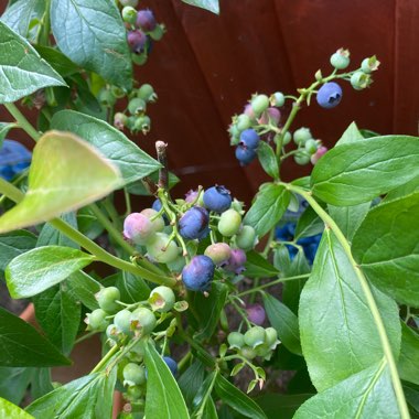 Vaccinium corymbosum