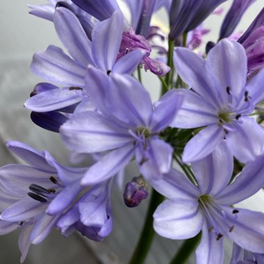 Agapanthus praecox subsp. orientalis