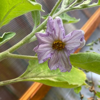 Solanum melongena 'Black Beauty'