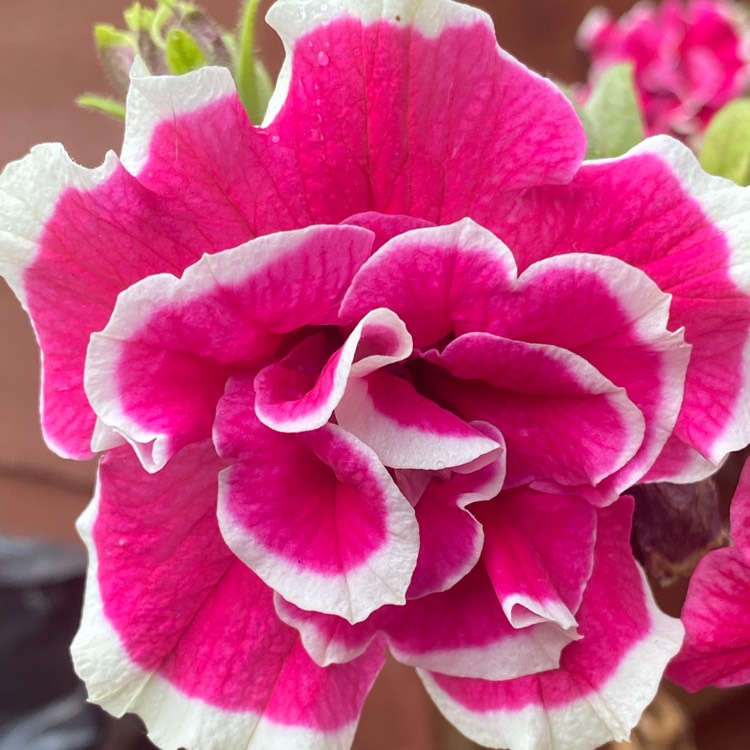 Plant image Petunia Frills And Spills 'Anna'