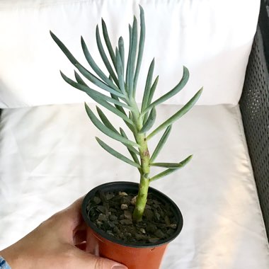 Senecio 'Giant Chalk Sticks'