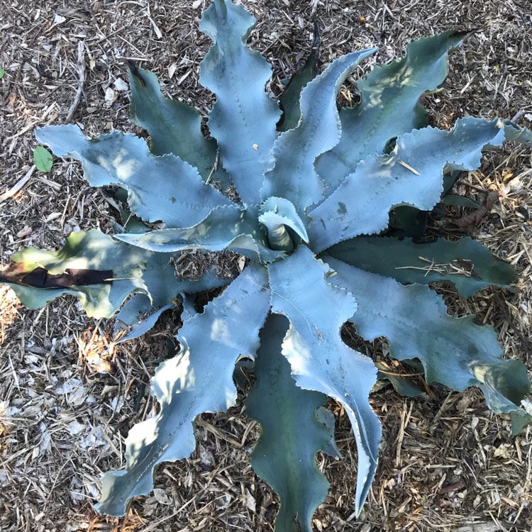 Plant image Agave gypsophila 'Blue Curls'