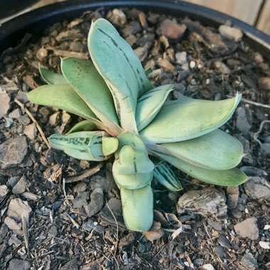 x Gasteraloe 'Green Ice'