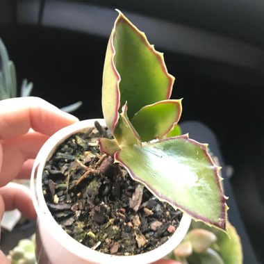 Kalanchoe Synsepala 'Gremlin'