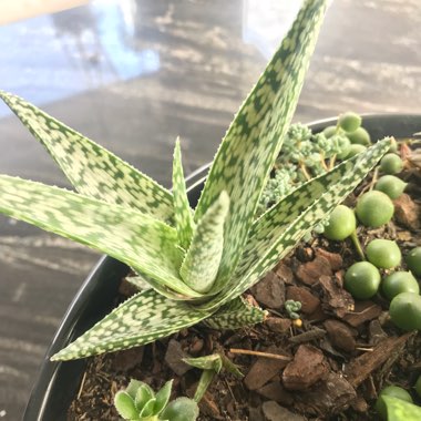 Aloe hybrid 'White Beauty'