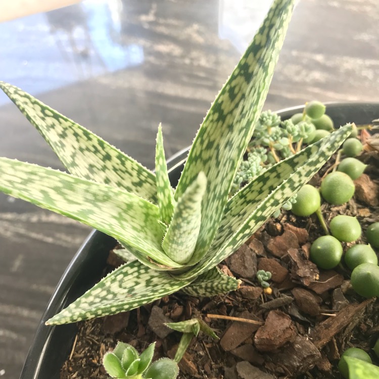 Plant image Aloe hybrid 'White Beauty'