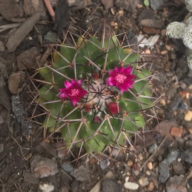 Mammillaria Mystax