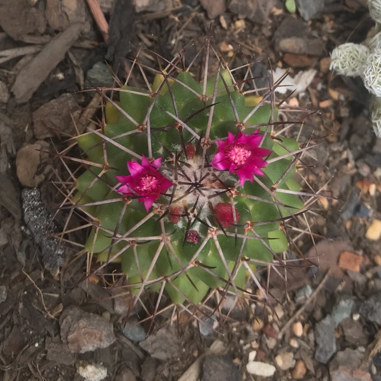 Plant image Mammillaria Mystax