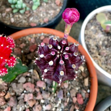 Gymnocalycium mihanovichii (Graft)