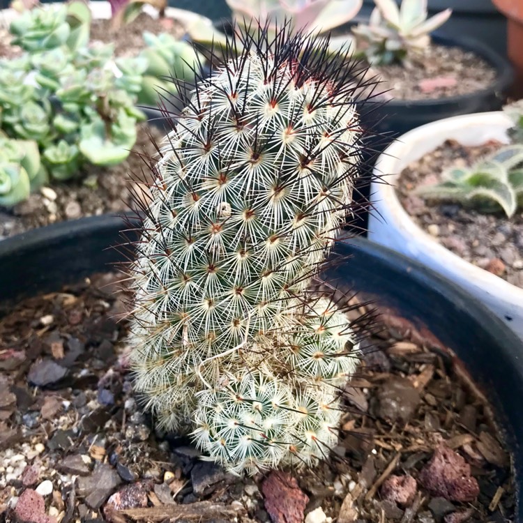 Plant image Mammillaria microhelia syn. Mammillaria droegeana, Mammillaria microheliopsis