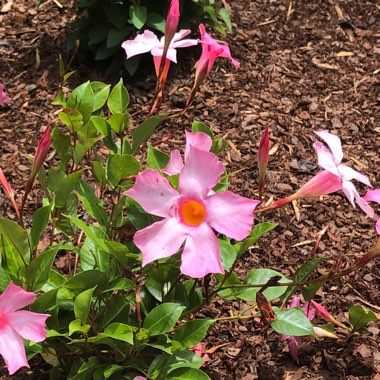 Mandevilla 'Sunparaprero' syn. Mandevilla 'Sun Parasol Pretty Pink', Mandevilla 'Sundaville Pretty Rose'