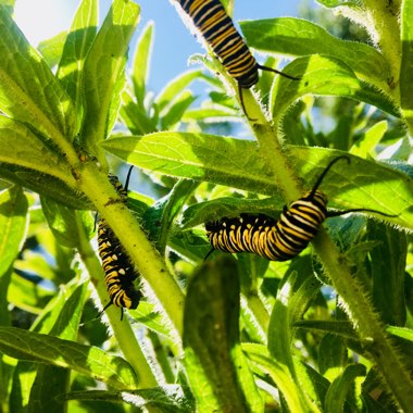 Asclepias syriaca