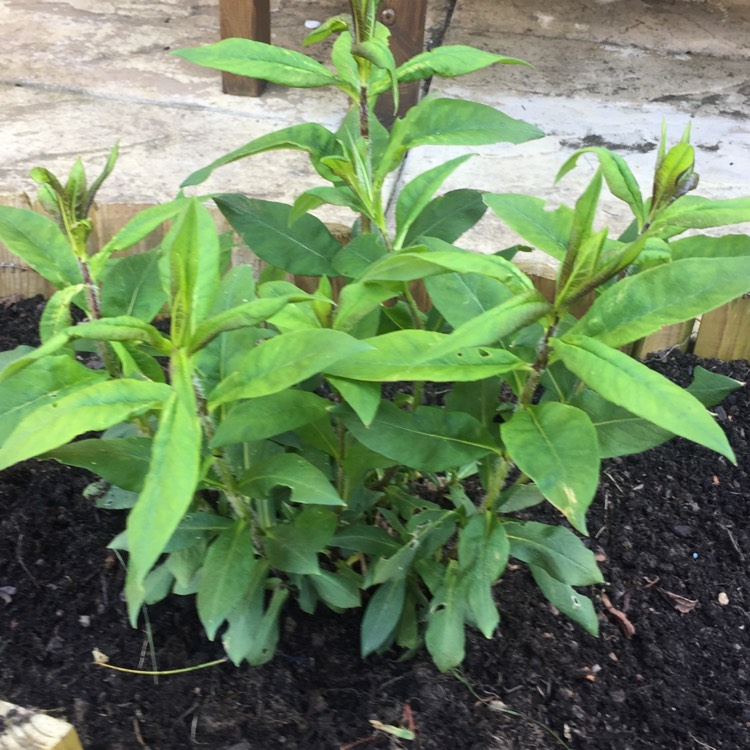 Plant image Phlox paniculata 'Flame Purple Eye'