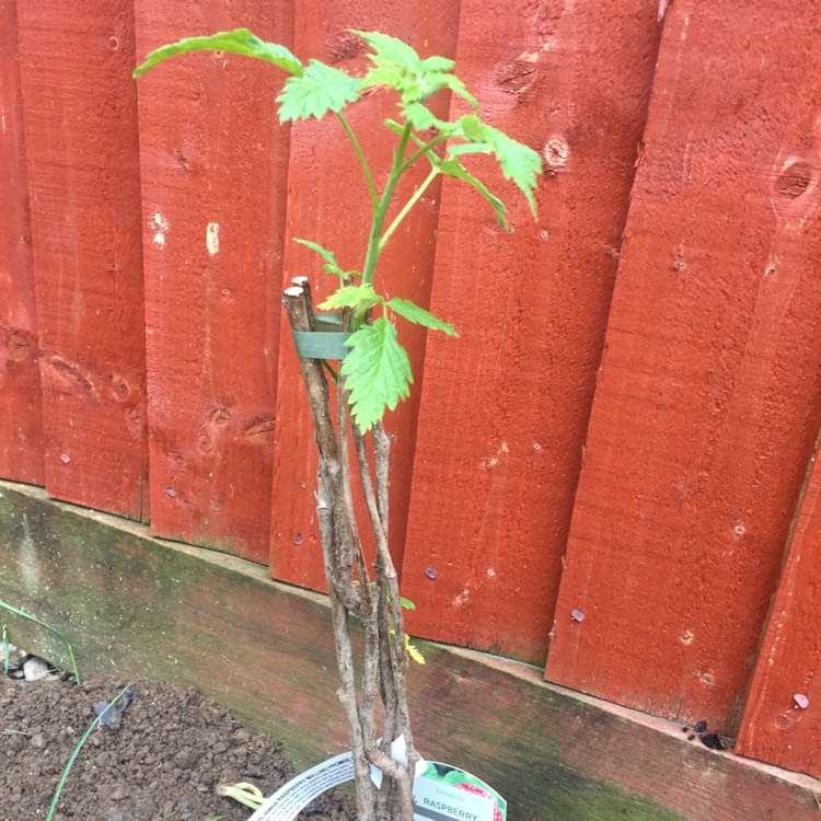 Plant image Rubus Idaeus 'Malling Promise'