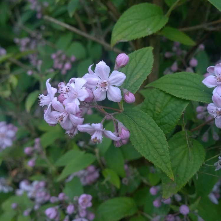 Plant image Deutzia x hybrida 'Mont Rose'