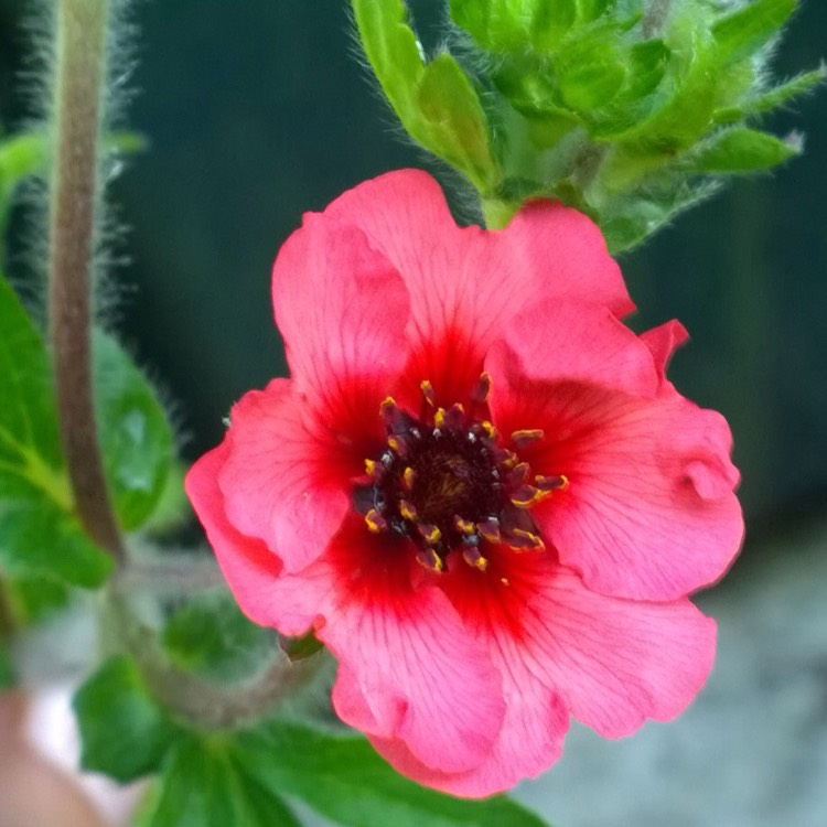 Plant image Potentilla fruticosa