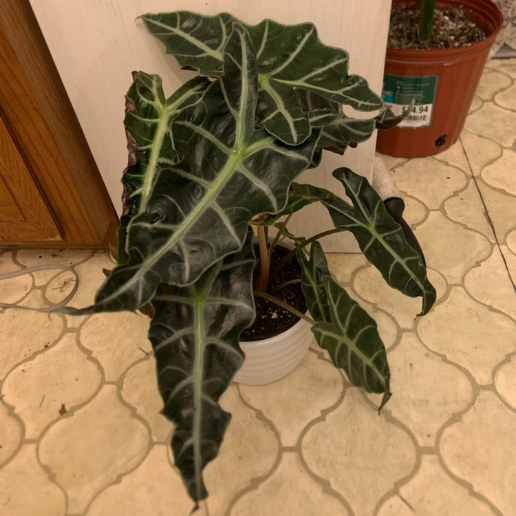 Plant image Alocasia 'Bambino Arrow' (Bambino Series)