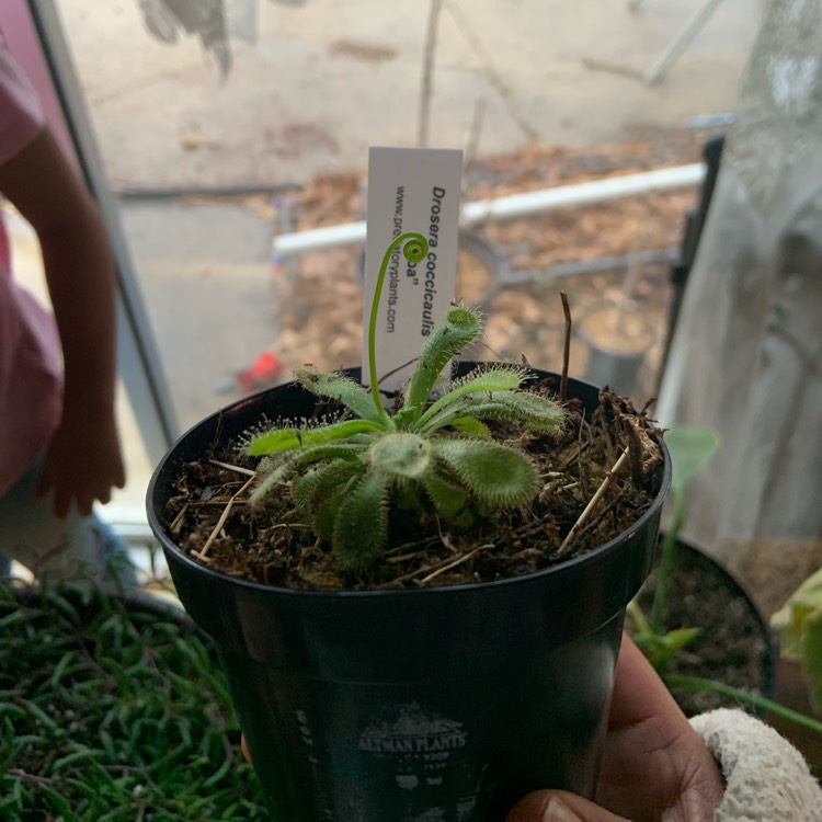 Plant image Drosera Capensis 'Wide Leaf Compact Rosette'