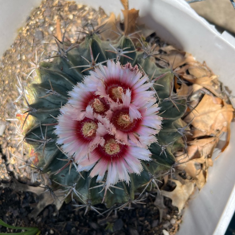 Plant image Rebutia 'Carnival'